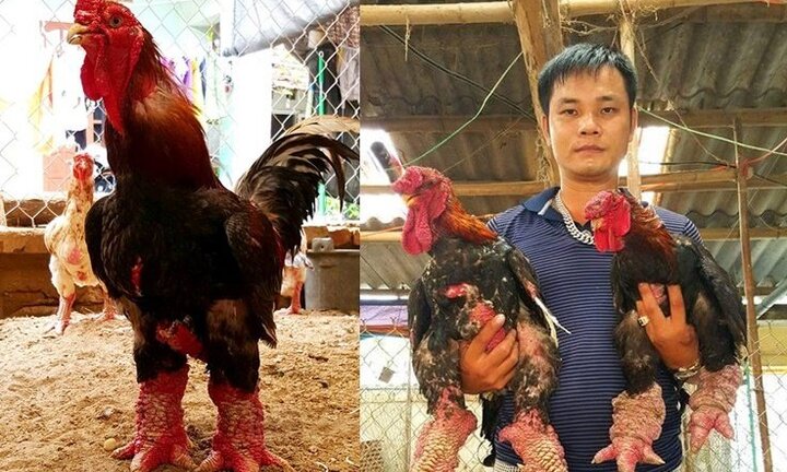 Nông dân Hưng Yên chăm gà chân voi kiếm 1,6 tỷ đồng mỗi năm