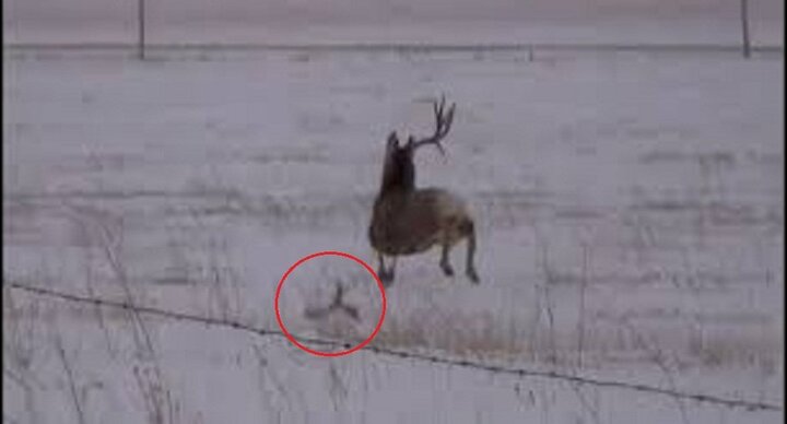 Tròn mắt xem hươu rụng sừng khi đang chạy