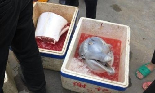 Cá heo trắng quý hiếm bị xẻ thịt bày bán ngay trên phố gây phẫn nộ