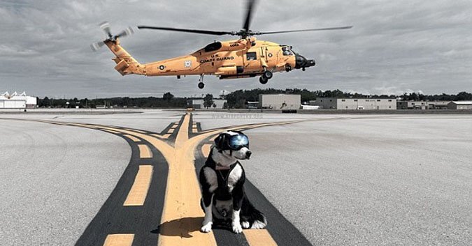 Máy bay ở Tân Sơn Nhất phải lòng vòng trên không vì chó chạy vào đường băng