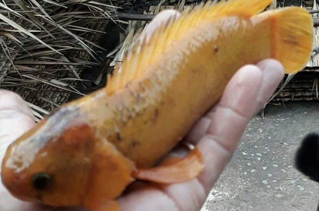 Cá rô vàng óng hiếm gặp ở Vĩnh Long