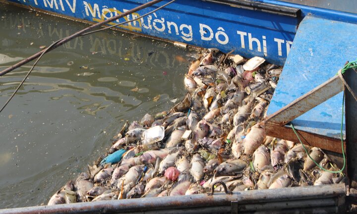 Video: Cá chết trắng kênh Nhiêu Lộc, công nhân môi trường vớt không xuể