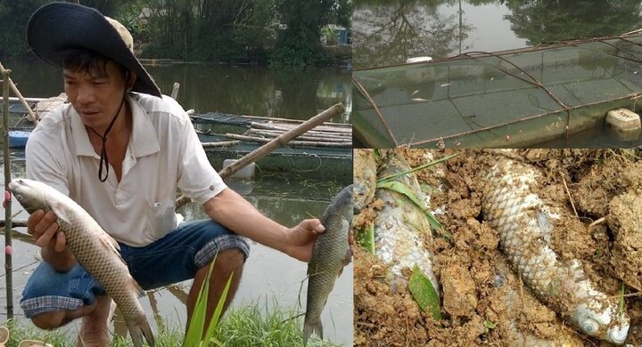 Dân Huế khóc ròng vì cá nuôi đến lúc bán lăn ra chết trắng lồng