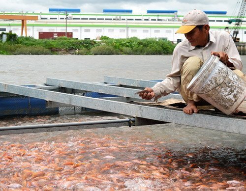 Nuôi cá cạnh ống xả thải để cán bộ ăn thẩm định