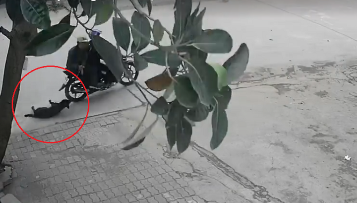 Chú chó bất lực đuổi theo 'cẩu tặc' cứu bạn