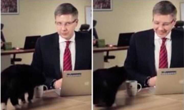 Chú mèo hồn nhiên phá đám buổi trò chuyện trực tuyến của thị trưởng