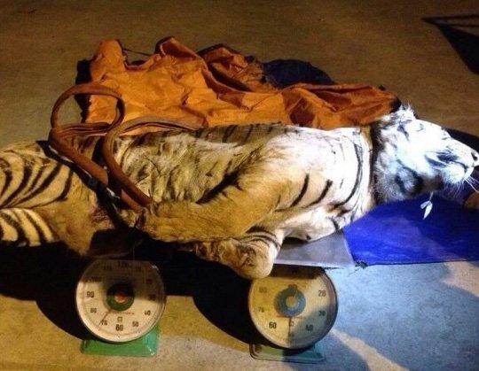 Thâm nhập đường dây buôn bán hổ từ Lào về Việt Nam