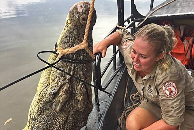 Bắt được cá sấu 'quái vật' khổng lồ ở Australia