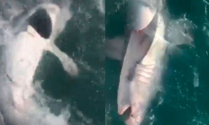 Ngư dân vật lộn bắt cá mập 'khủng' gần 160 kg