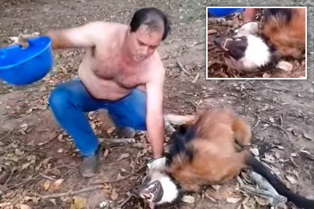 Sinh vật kỳ dị mình ngựa đầu chó sói gây sốc cộng đồng mạng