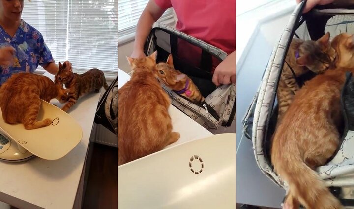 Chú mèo nhất quyết 'giải cứu' bạn khỏi phòng khám thú y