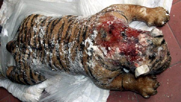 Buôn hổ vào Việt Nam: Những mánh khóe đưa chúa sơn lâm qua biên giới