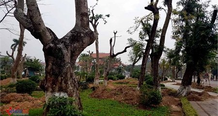 Hàng trăm cây cổ thụ bị di dời khỏi mảnh đất 'vàng' ở Thái Bình