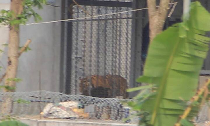 Video: Lần theo dấu vết đường dây buôn hổ lậu vào Việt Nam