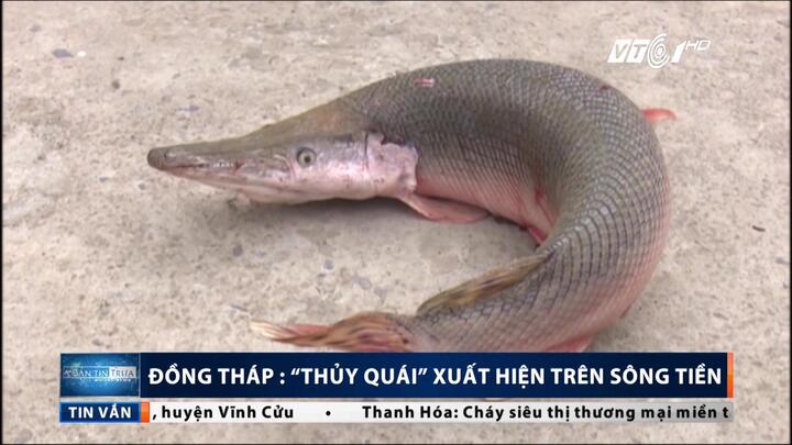 Cận cảnh thủy quái xuất hiện trên sông Tiền