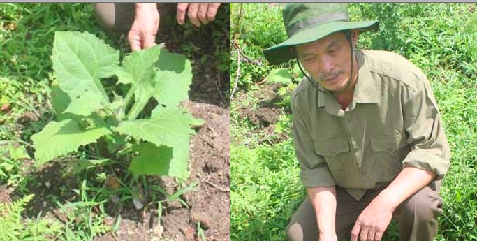 Cách làm trà thảo dược giải độc, ngừa ung thư cực hiệu quả