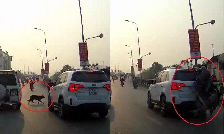 Clip: Chó chạy ngang đường, xe máy húc đuôi ô tô rồi dựng ngược
