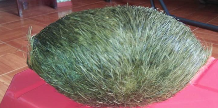 Mổ lợn nái nuôi 10 năm, phát hiện vật nghi 'cát lợn' nặng 0,8 kg