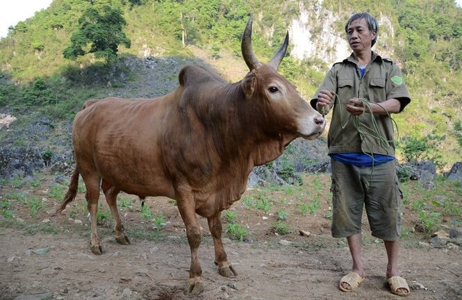 Độc đáo thú chơi 'đấu bò tót' nơi lưng chừng trời Cao Bằng