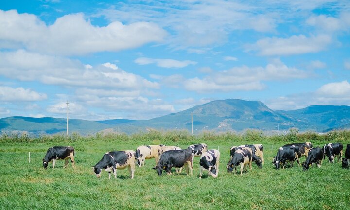 Hành trình ra mắt sữa tươi 100% Organic tiêu chuẩn Châu Âu đầu tiên tại Việt Nam – Chuyện chưa kể