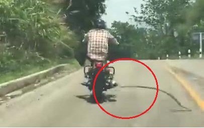 Rắn đột ngột quăng mình tấn công người đi xe máy