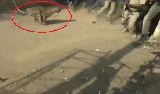 Báo hoang hung hăng vồ người, dân nghẹt thở vây bắt suốt 12 tiếng