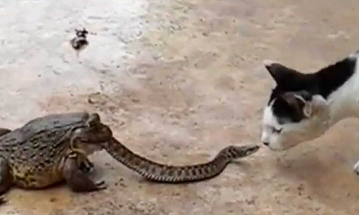 Mải đánh mèo, rắn bị ếch nuốt chửng lúc nào không hay