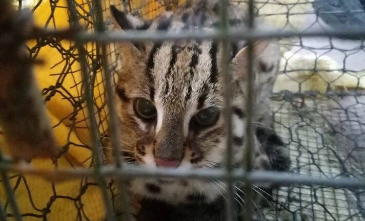 Lật mặt kẻ bẫy mèo rừng quý hiếm, rao bán trên facebook