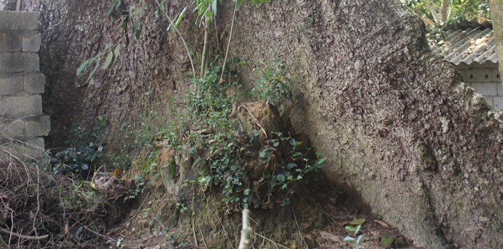 Cây gạo khổng lồ không ai dám đến và lời đồn nơi ngụ của ‘ma trành’