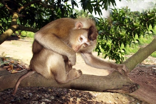 Hai con khỉ quý hiếm đi lạc vào vườn nhà dân