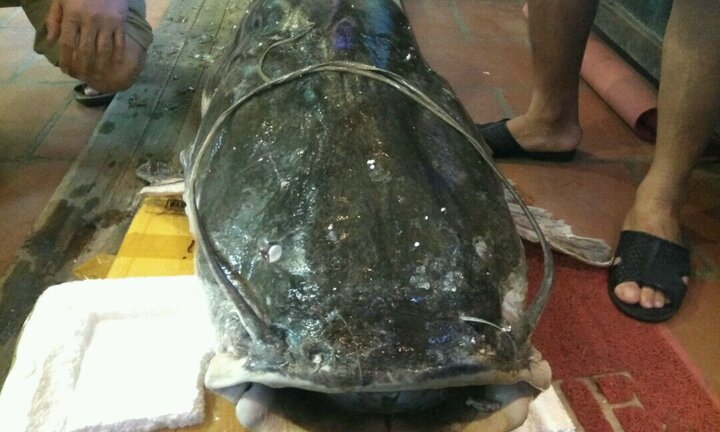 Cận cảnh 'siêu' cá lăng khổng lồ trị giá 120 triệu đồng