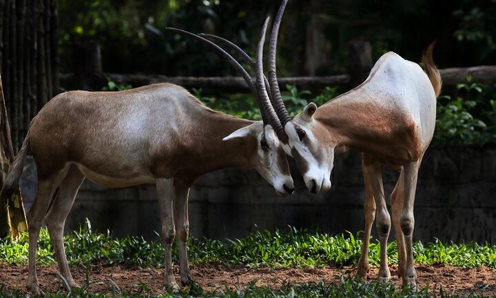 Vinpearl Safari tích cực xây dựng quy chuẩn đánh giá phúc lợi động vật