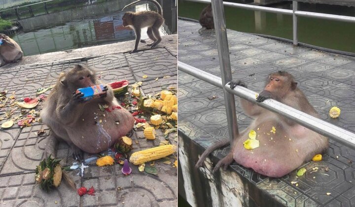 Chú khỉ béo núc ních, ai cho gì cũng ăn