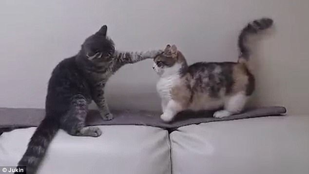 Clip chú mèo chân ngắn bị bạn bắt nạt hút gần 8 triệu lượt xem trên Facebook