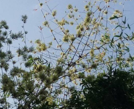 Bụi tre trăm năm nở hoa trúng dịp 30/4 tại Quảng Nam