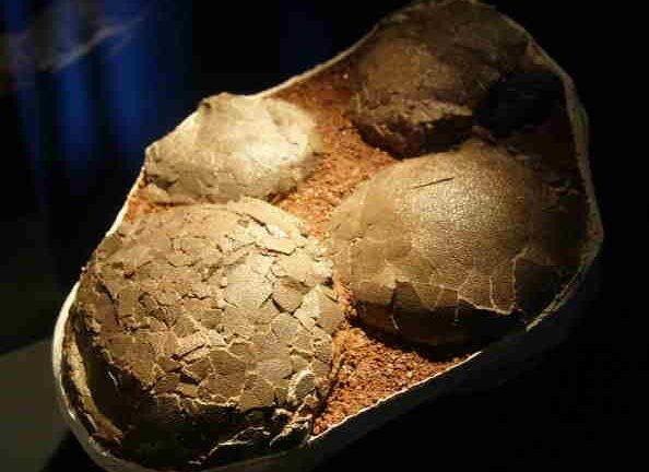 Phát hiện hóa thạch trứng khủng long trong công trình xây dựng