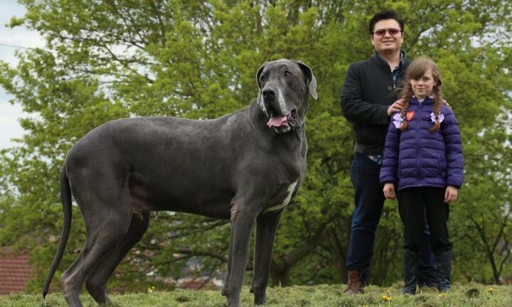 Kinh ngạc chó khổng lồ, lớn như voi, mỗi ngày ăn 15 kg thực phẩm