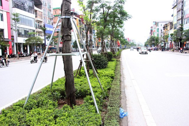 Lý do Hà Nội 'đeo gông sắt' cho hàng loạt cây xanh