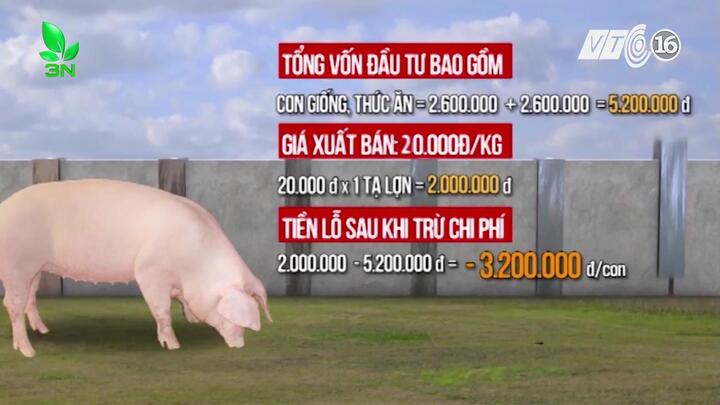 Giá thịt lợn 'rẻ nhất thế giới', dân Ngọc Lũ trắng tay, phá sản