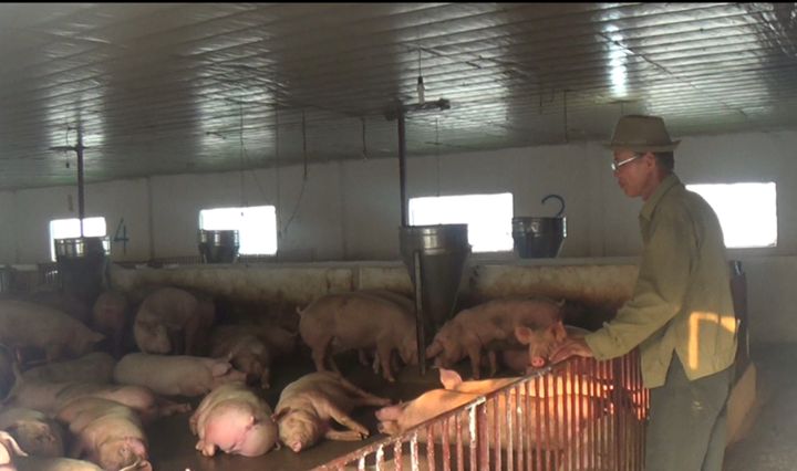 Video: Chủ trang trại dùng phân lợn 'giải cứu' đàn lợn mất giá