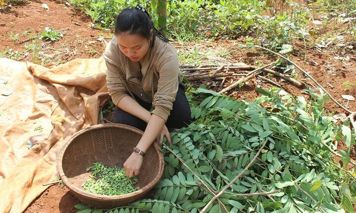 Chuyện lạ: Người dân Tây Nguyên săn sâu muồng để ăn