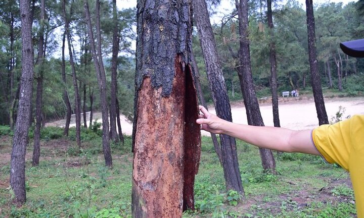 Khoan lỗ, đổ hóa chất ‘bức tử' gần trăm gốc thông trên 60 năm tuổi ở Huế