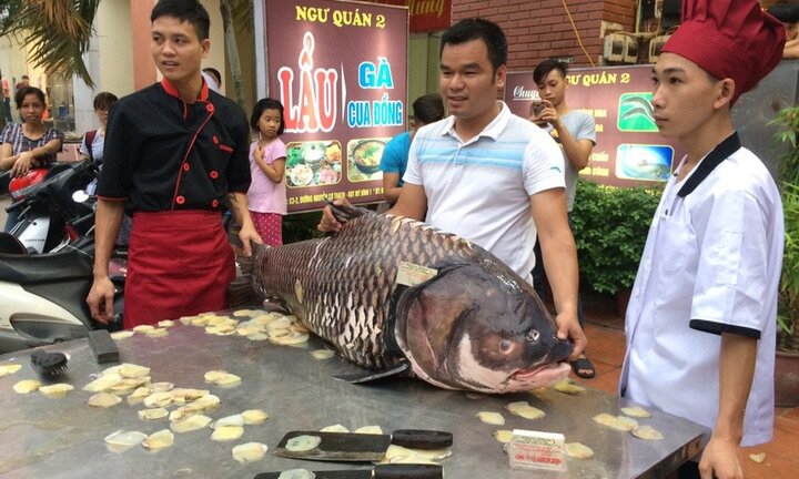 'Siêu thủy quái' cá hô 200 triệu đồng xuất hiện ở Hà Nội