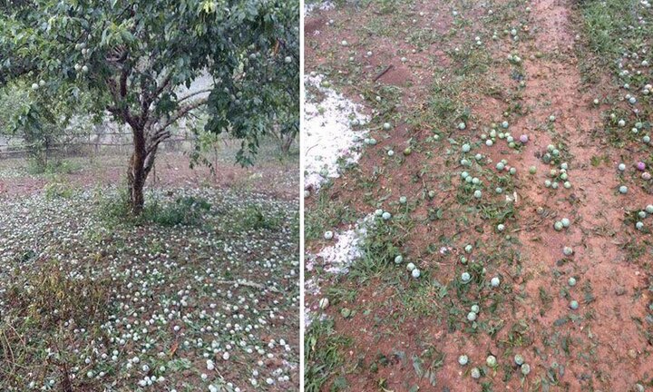Mưa đá kéo dài ở Sơn La, nông dân trồng mận mất trắng