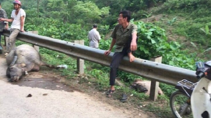 Xe tải tông trâu chết la liệt rồi lao xuống vực