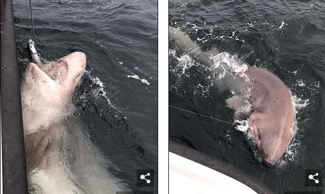 Ngư dân Anh nói bắt được cá mập 'quái vật' nặng gần 700 kg, to hơn xe buýt
