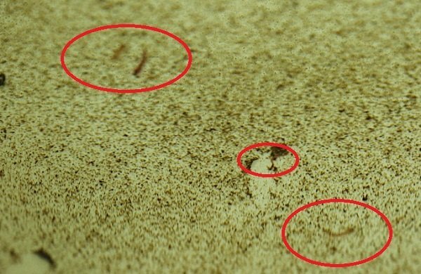 Video: Loăng quăng ngoe nguẩy trong nước sinh hoạt đầy cặn ở Hà Nội