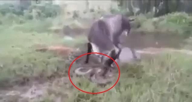 Bò mẹ điên cuồng giày xéo trăn anaconda khổng lồ, trả thù cho con