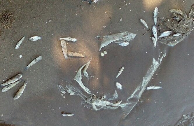 Cá biển chết hàng loạt dạt vào bờ ở Kiên Giang