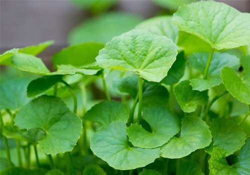 Tác dụng của canh rau má ai cũng phải biết